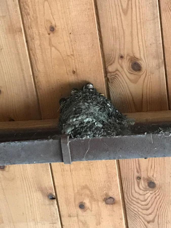 Hering Fewo I Apartment Terrace Wiek auf Rügen المظهر الخارجي الصورة